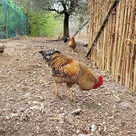 Fattoria Calcarola * Affi