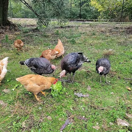 Fattoria Calcarola Lägenhet *